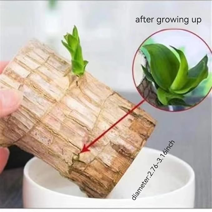 Lucky Brazilian Wood Plant ? Live Indoor Air Purifying Plant for Home & Office D?cor ? Low Maintenance Good Luck Plant with Pot
