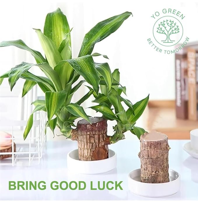 Lucky Brazilian Wood Plant ? Live Indoor Air Purifying Plant for Home & Office D?cor ? Low Maintenance Good Luck Plant with Pot