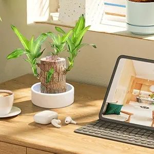 Lucky Brazilian Wood Plant ? Live Indoor Air Purifying Plant for Home & Office D?cor ? Low Maintenance Good Luck Plant with Pot