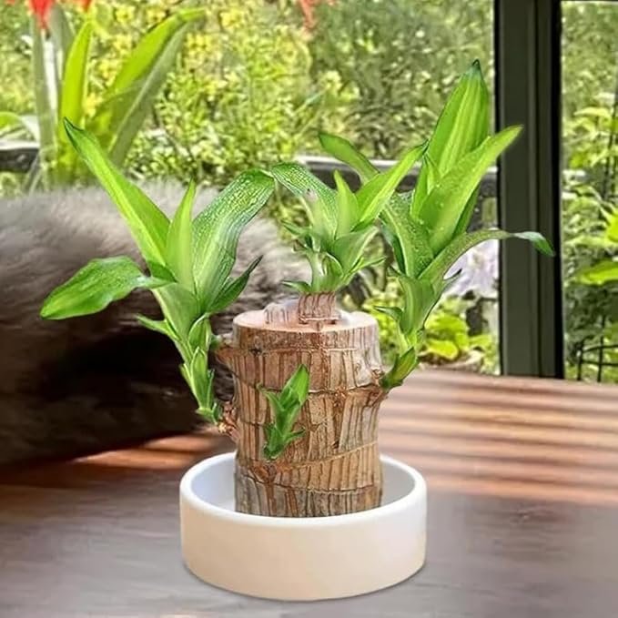 Lucky Brazilian Wood Plant ? Live Indoor Air Purifying Plant for Home & Office D?cor ? Low Maintenance Good Luck Plant with Pot