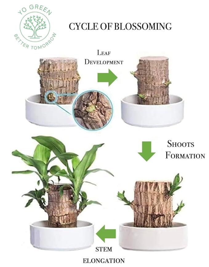 Lucky Brazilian Wood Plant ? Live Indoor Air Purifying Plant for Home & Office D?cor ? Low Maintenance Good Luck Plant with Pot