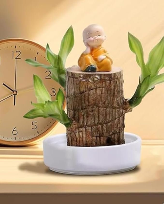 Lucky Brazilian Wood Plant ? Live Indoor Air Purifying Plant for Home & Office D?cor ? Low Maintenance Good Luck Plant with Pot