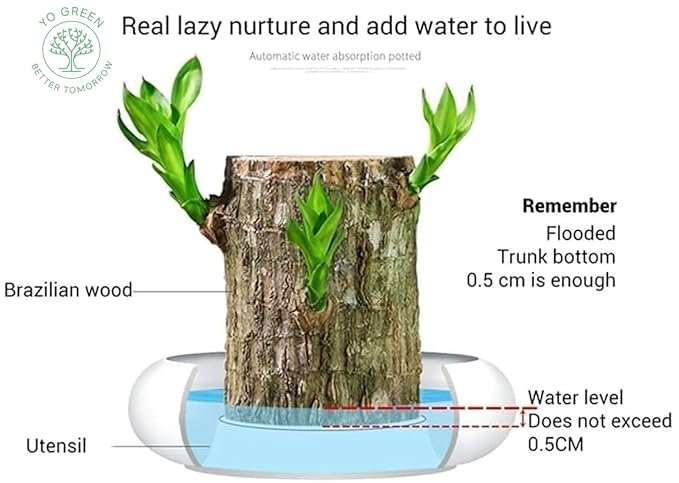Lucky Brazilian Wood Plant ? Live Indoor Air Purifying Plant for Home & Office D?cor ? Low Maintenance Good Luck Plant with Pot